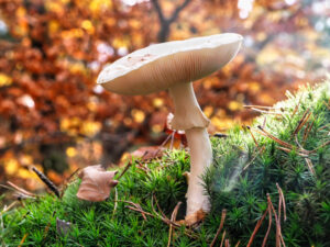 gleicher Pilz aus Bodenhöhe fotografiert